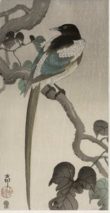 Magpie on a Pauwolna branch