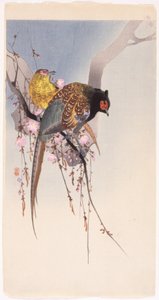 Pheasants and Hanging-Cherry