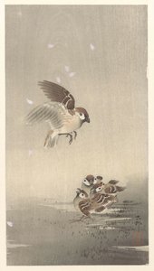 Tree Sparrow with Young
