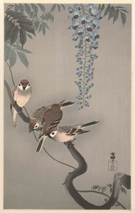 Tree Sparrows by Wisteria by Ohara Koson