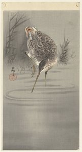 Snipe in Water