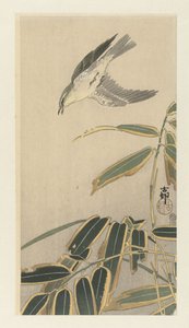 Wheatear by Bamboo