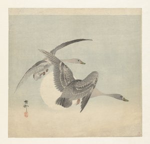 Two White-fronted Geese in Flight