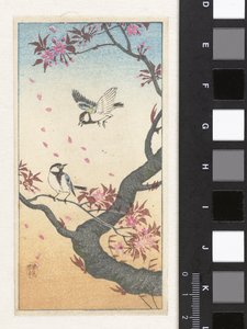 Two Great Tits by a Blossoming Tree