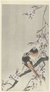 Two Redstarts with Cherry Blossom