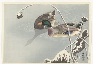 Two Mallards near a Snow-Covered Lotus