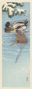 Two Wild Ducks in the Water