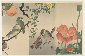 Birds and Plants