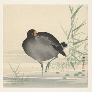 Moorhen