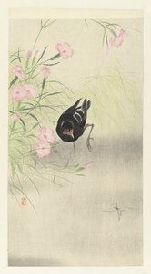 Moorhen by Flowering Plant