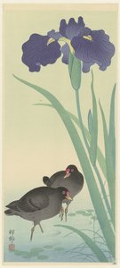 Moorhens and Iris