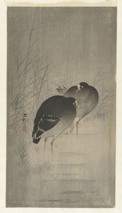 Moorhens Among Reeds