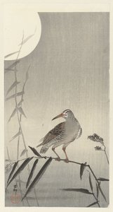Black Rider on Bamboo Branch