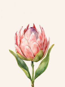 Pink Protea Bloom by Ohkimiko