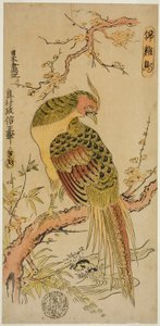 Golden Pheasant by Okumura Masanobu