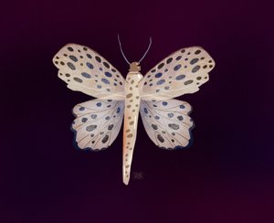 Spotted Butterfly Glow