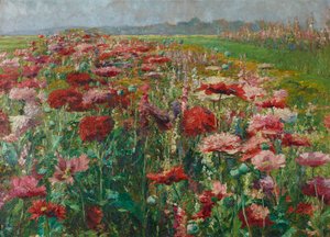 Blooming Poppy