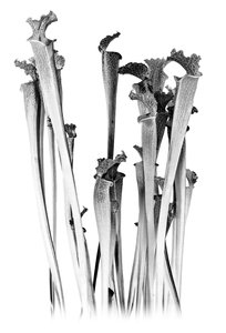 Carnivorous, 2020