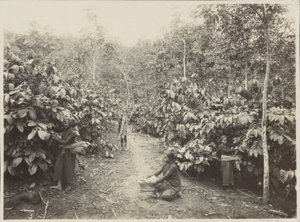 Women Working on a Plantation in the Dutch East Indies by Onnes Kurkdjian