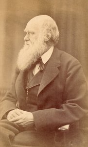 Portrait of Charles Darwin at Age 72, c.1871 by Oscar Gustav Rejlander