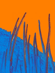Blue Cacti Orange Sky by Osvaldo Russo