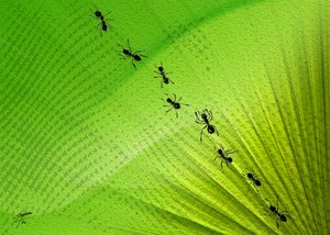 Green Leaf Ant Trail by Osvaldo Russo