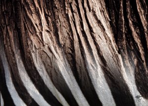 Zebra Stripe Texture by Osvaldo Russo