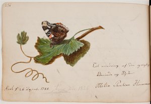 Butterfly on Leaf