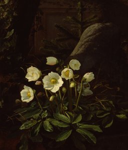 Hellebores in a Rockery by Otto Didrik Ottesen