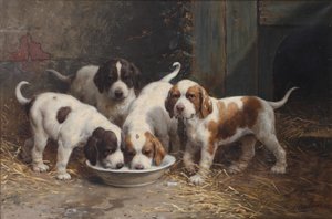 Saint Bernard Puppies Drinking Milk