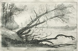 Old Sycamore
