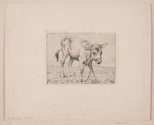 A Calf by Otto Haslund