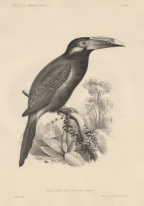 Selenidera Spectabilis, litho by Bowen und Co., 1850