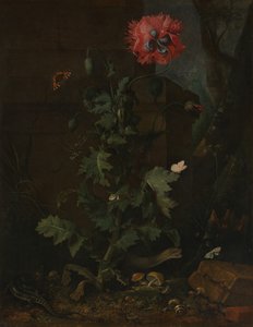 Still Life with Poppy, Insects, and Reptiles, ca. 1670