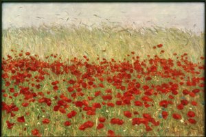 Poppies and Corn