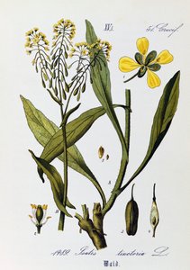 Leaves, fruits and flowers of Woad or Glastum (Isatis tinctoria), artwork from Flora of Germany, Austria and Switzerland