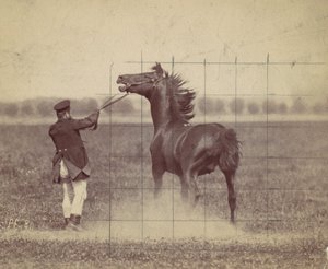 Horse