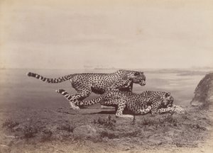 Two Cheetahs, 1888