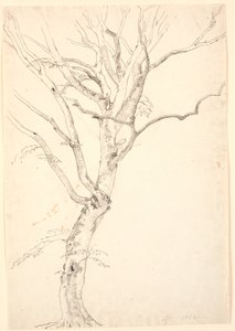 Leafless Beech Tree