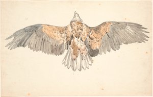 A dead buzzard with spread wings by P.C. Skovgaard