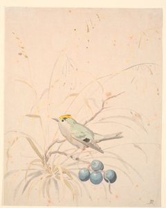 A Goldcrest on a Blackthorn Branch