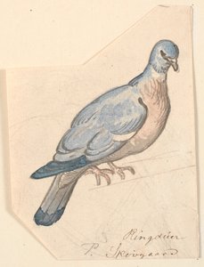 A Wood Pigeon