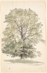 A Large Beech Tree with Green Foliage
