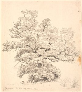 A Large Oak Tree Under Which a Man is Drawing