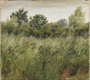 Field of Oats near Vejby