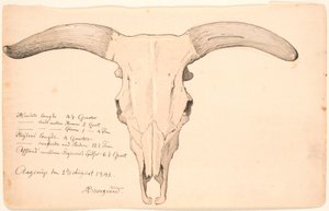Skull of a cow