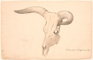Skull of a Cow, in Three-Quarter Profile, the Left Horn Curved