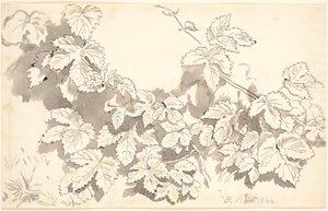 Study Sheet. Oak Leaves.