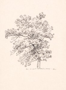 Tree at Fredensborg