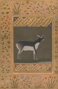 Black Buck, Folio from the Shah Jahan Album by Painting attributed to Manohar